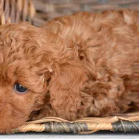 Marty MGD Ml 1, a male Miniature Goldendoodle for sale in Kendallville, IN – Photo 6 of 6