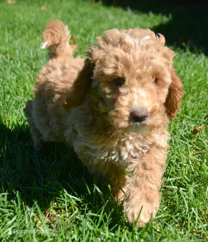 Cain Cavapoo ML3-1 – Cavapoo puppy for sale in Kendallville, IN