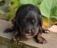 Ariel Mini Cockapoo F2, a male Cockapoo for sale in Kendallville, IN – 2 of 2