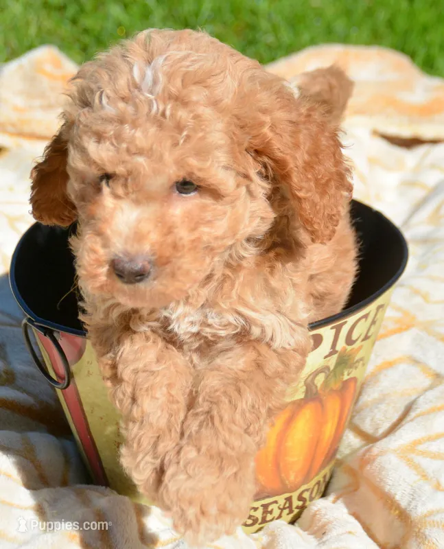 Cain Cavapoo ML3-1 – Cavapoo puppy for sale in Kendallville, IN