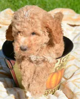 Cain Cavapoo ML3-1, a male Cavapoo for sale in Kendallville, IN – 1 of 7