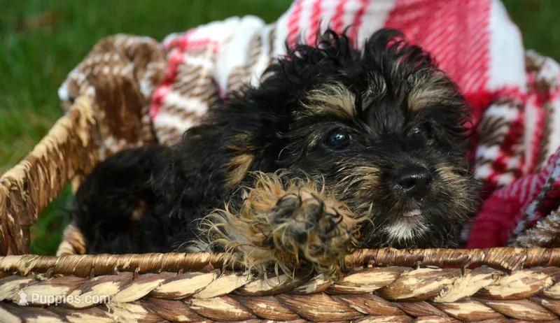 Britney MBD FM5 – Bernedoodle puppy for sale in Kendallville, IN