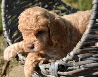 Courtney cavapoo F5, a male Cavapoo for sale in Kendallville, IN – 2 of 2