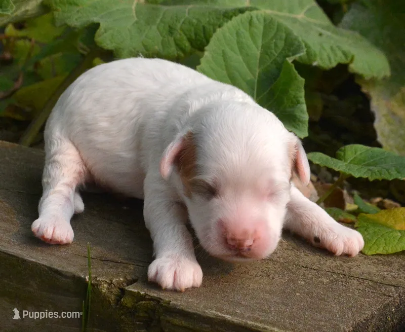 Axel Mini Cockapoo M1 – Cockapoo puppy for sale in Kendallville, IN