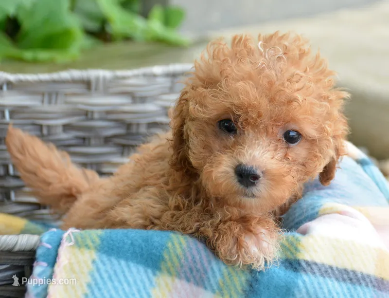 Maddie Maltipoo Fm 5 – Maltipoo puppy for sale in Kendallville, IN