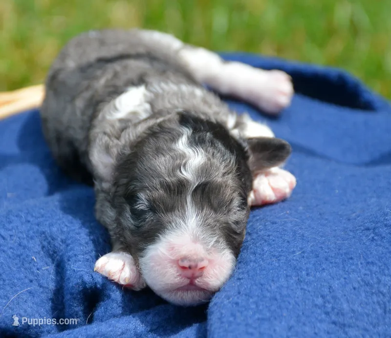 Barkley MBD ML2 – Bernedoodle puppy for sale in Kendallville, IN