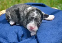 Barkley MBD ML2, a male Bernedoodle for sale in Kendallville, IN – 2 of 2