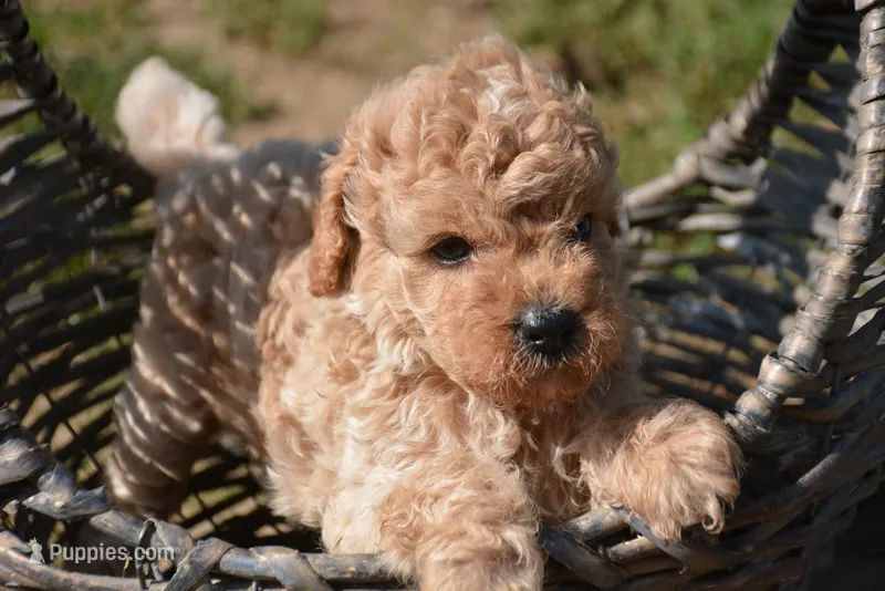 Colin Cavapoo ML 3-3  – Cavapoo puppy for sale in Kendallville, IN