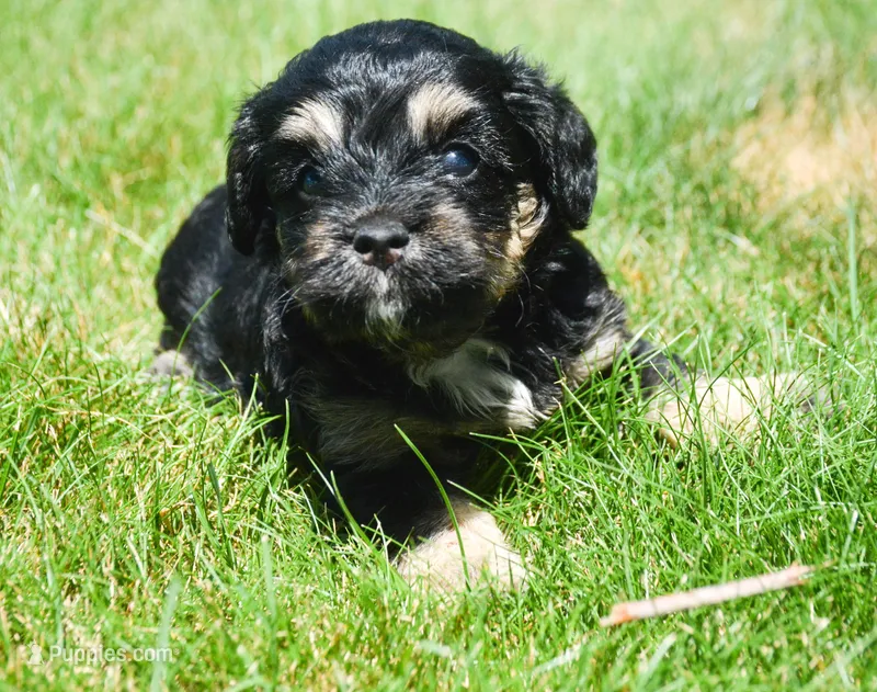Britney MBD FM5 – Bernedoodle puppy for sale in Kendallville, IN