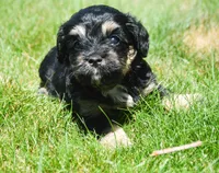 Britney MBD FM5, a male Bernedoodle for sale in Kendallville, IN – 3 of 8