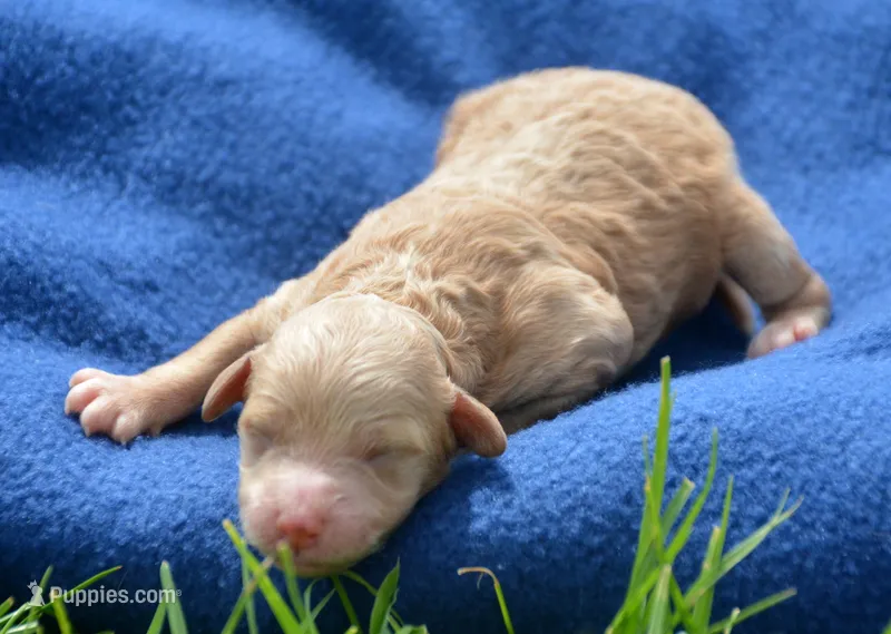 4th pick cavapoo female – Cavapoo puppy for sale in Kendallville, IN