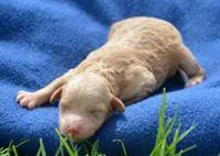 4th pick cavapoo female, a female Cavapoo for sale in Kendallville, IN – 1 of 2