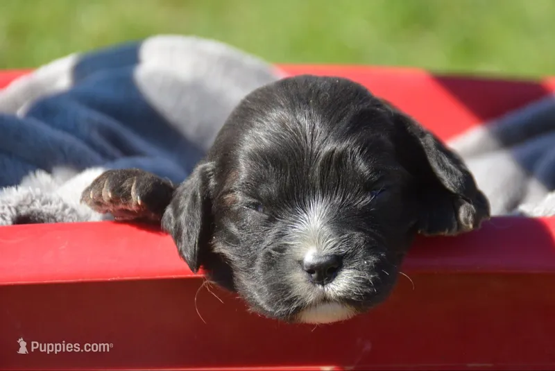 Chloe Cav Fm 4-6 – Cavapoo puppy for sale in Kendallville, IN