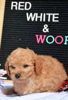 Cody Cavapoo M2, a male Cavapoo for sale in Kendallville, IN – 4 of 8