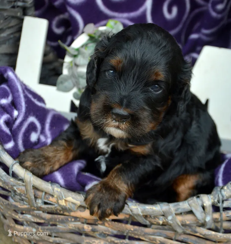 Ariel Mini Cockapoo F2 – Cockapoo puppy for sale in Kendallville, IN
