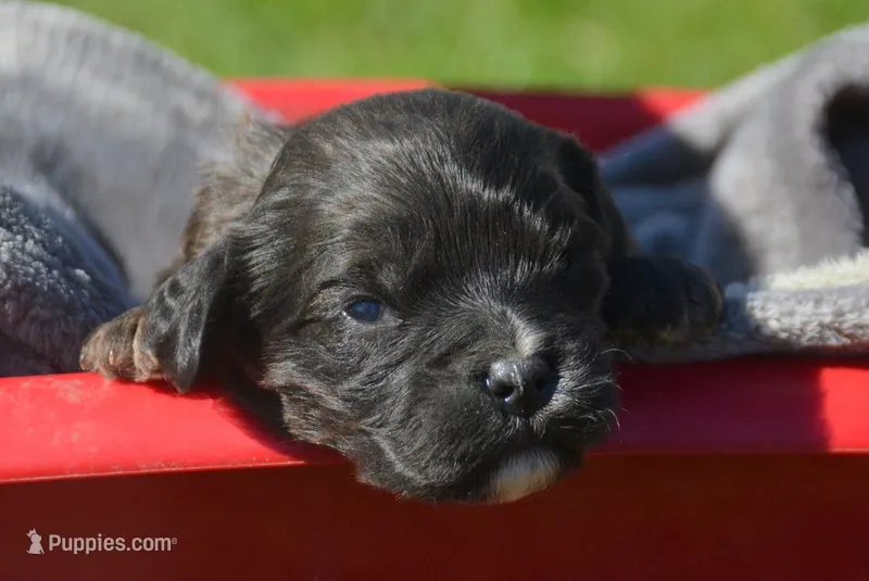 Cody Cav Ml 4-2 – Cavapoo puppy for sale in Kendallville, IN