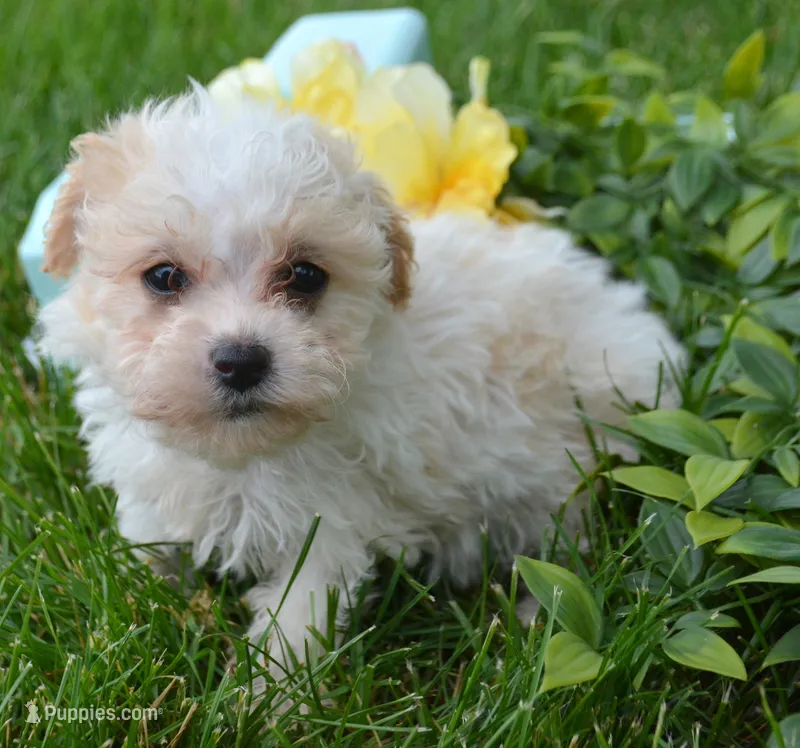 Maxine Maltipoo Fm 4 – Maltipoo puppy for sale in Kendallville, IN