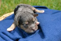 Barbie MBD FM7, a male Bernedoodle for sale in Kendallville, IN – 2 of 2