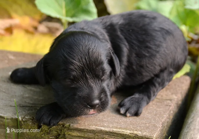 Ally Mini Cockapoo F4 – Cockapoo puppy for sale in Kendallville, IN