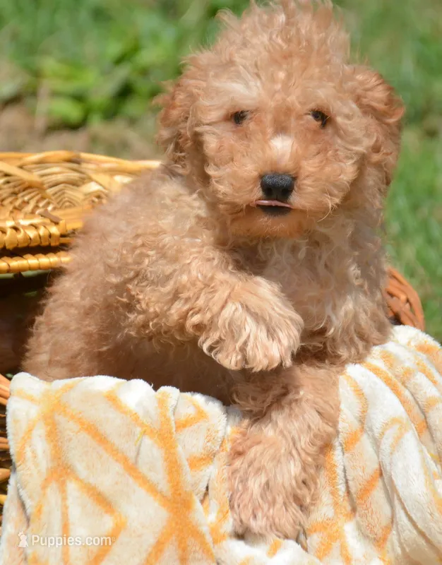 Chris Cavapoo M2 – Cavapoo puppy for sale in Kendallville, IN