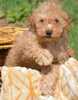 Chris Cavapoo M2, a male Cavapoo for sale in Kendallville, IN – 1 of 10