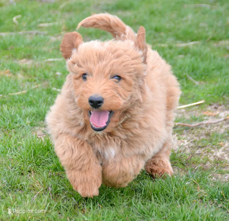 Della Micro GD FM 2-3 – Miniature Goldendoodle puppy for sale in Kendallville, IN