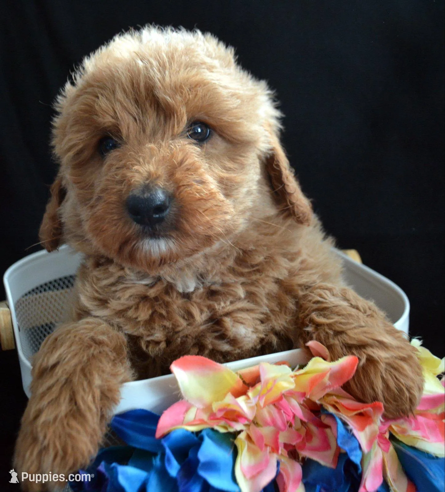 Della Micro GD FM 2-3 – Miniature Goldendoodle puppy for sale in Kendallville, IN