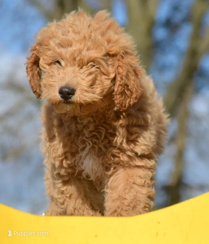 Della Micro GD FM 2-3 – Miniature Goldendoodle puppy for sale in Kendallville, IN
