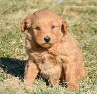 Debbie Micro GD FM 2-3, a female Miniature Goldendoodle for sale in Kendallville, IN – Photo 1 of 2