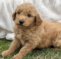 Della Micro GD FM 2-3, a female Miniature Goldendoodle for sale in Kendallville, IN – Photo 2 of 4