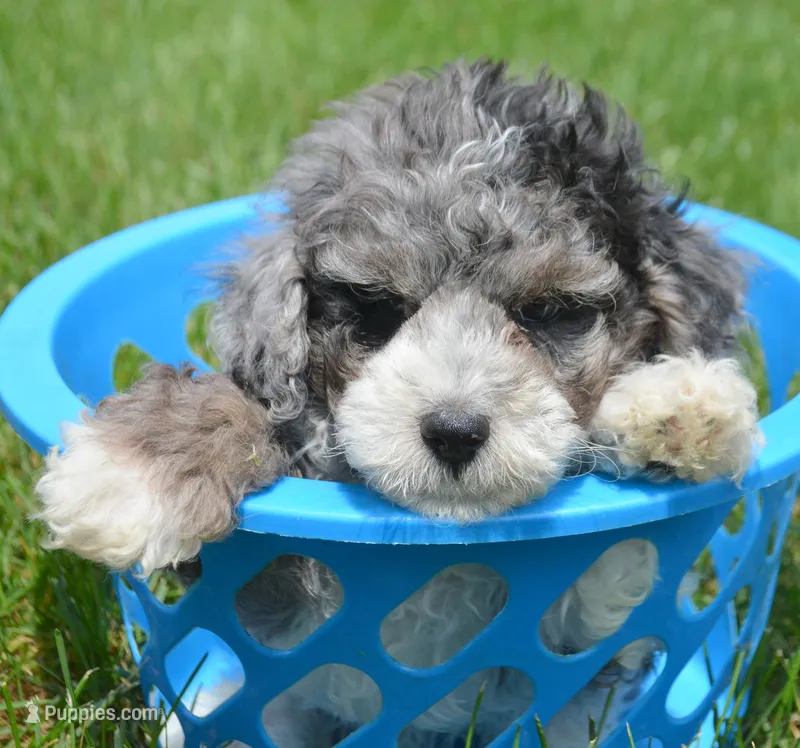 Barkley MBD ML2 – Bernedoodle puppy for sale in Kendallville, IN