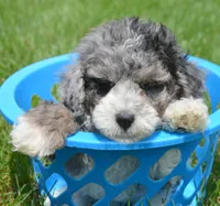 Barkley MBD ML2, a male Bernedoodle for sale in Kendallville, IN – 1 of 8