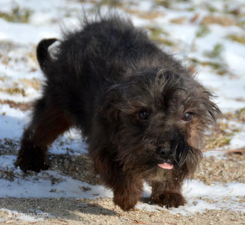 Yvette Yorkiepoo fm 4