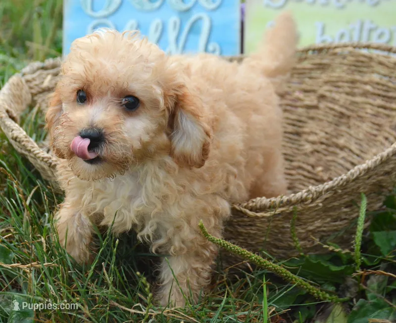 Chris Cavapoo M2 – Cavapoo puppy for sale in Kendallville, IN