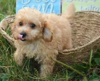 Chris Cavapoo M2, a male Cavapoo for sale in Kendallville, IN – 4 of 10