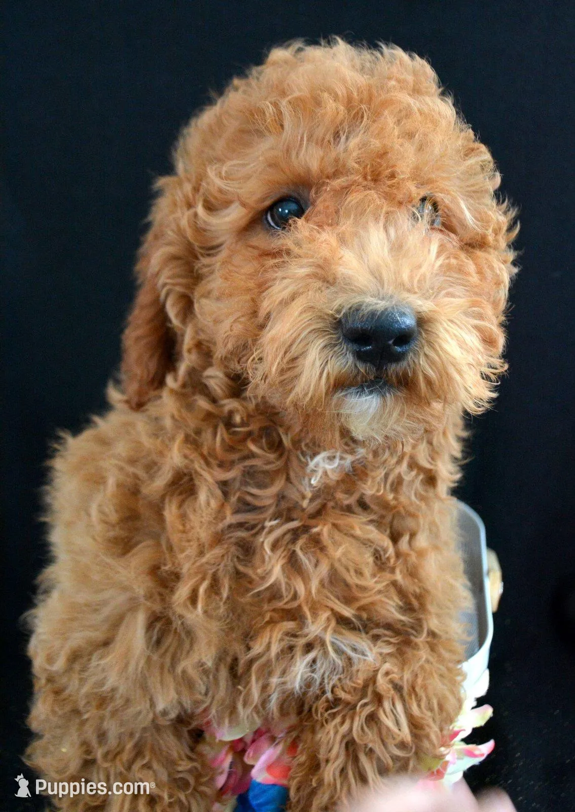 Eddie Mini GD ML 2, a male Miniature Goldendoodle for sale in Kendallville, IN – Photo 2 of 9