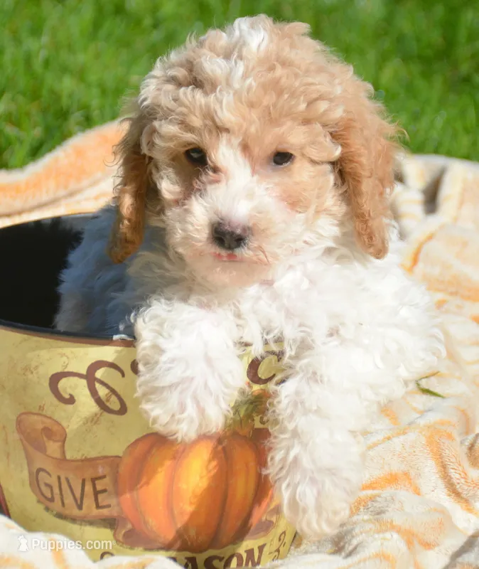 Clyde Cavapoo ML 3-2 – Cavapoo puppy for sale in Kendallville, IN