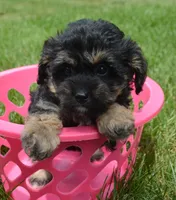 Britney MBD FM5, a male Bernedoodle for sale in Kendallville, IN – 1 of 8