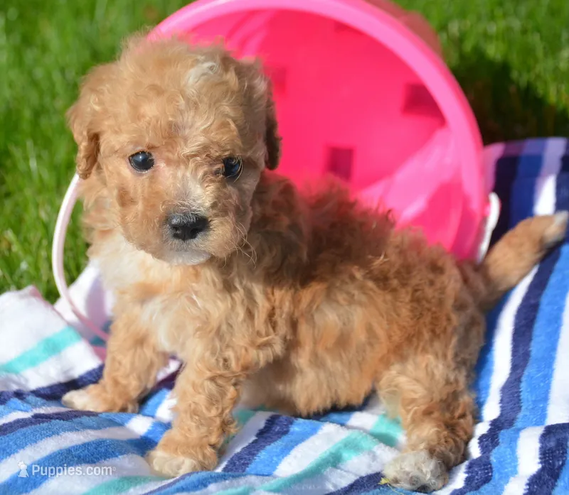 Maddie Maltipoo Fm 5 – Maltipoo puppy for sale in Kendallville, IN