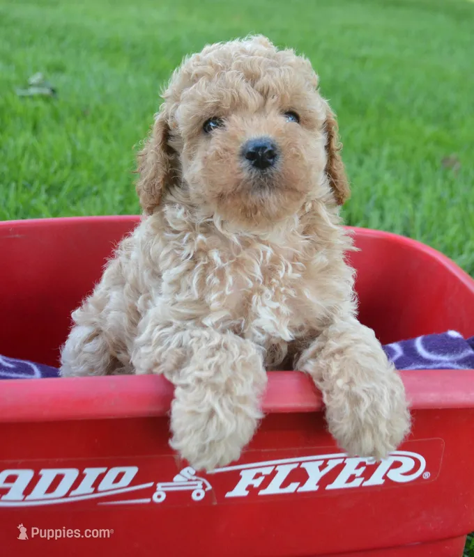 Colin Cavapoo ML 3-3  – Cavapoo puppy for sale in Kendallville, IN