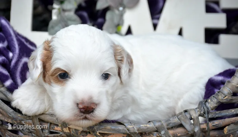 Axel Mini Cockapoo M1 – Cockapoo puppy for sale in Kendallville, IN