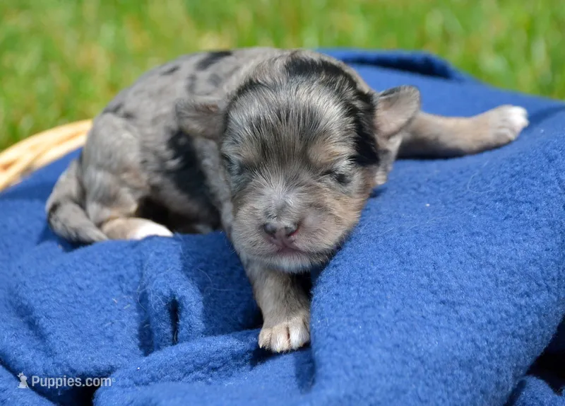 Blue MBD ML3 – Bernedoodle puppy for sale in Kendallville, IN