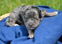 Blue MBD ML3, a male Bernedoodle for sale in Kendallville, IN – 1 of 2