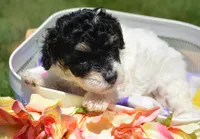 Betty MBD FM4, a male Bernedoodle for sale in Kendallville, IN – 4 of 8