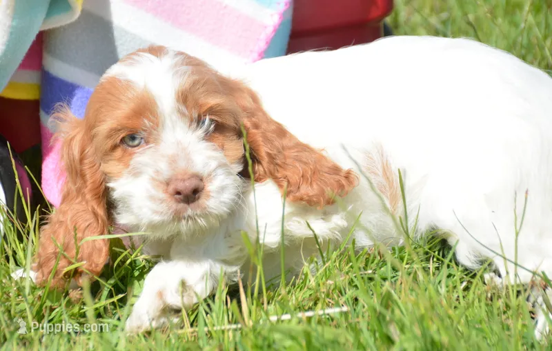 Cari Mini CP F3 – Cockapoo puppy for sale in Kendallville, IN