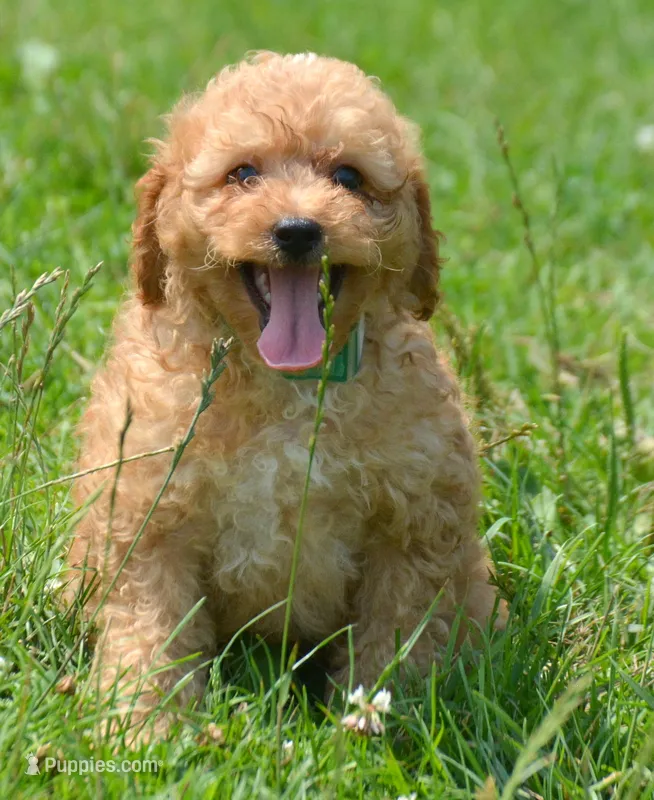 Cody Cavapoo M2 – Cavapoo puppy for sale in Kendallville, IN