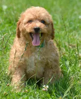 Cody Cavapoo M2, a male Cavapoo for sale in Kendallville, IN – 1 of 8