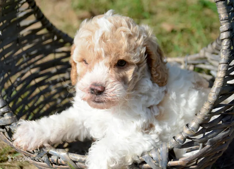 Clyde Cavapoo ML 3-2 – Cavapoo puppy for sale in Kendallville, IN