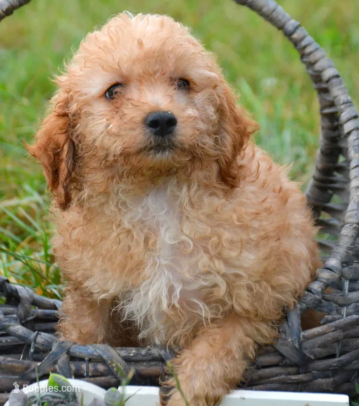 Cody Cavapoo M2 – Cavapoo puppy for sale in Kendallville, IN