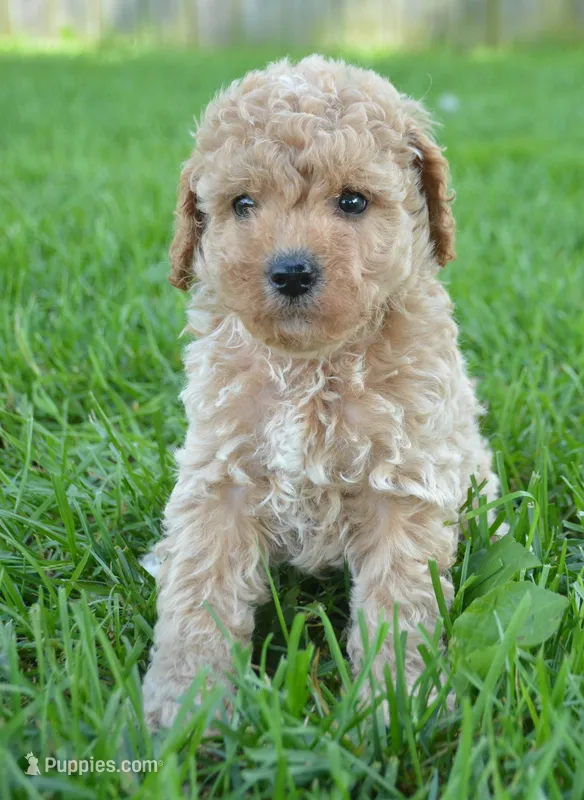 Colin Cavapoo ML 3-3  – Cavapoo puppy for sale in Kendallville, IN